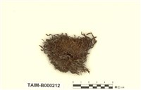 藏品(鳳尾苔屬)的圖片